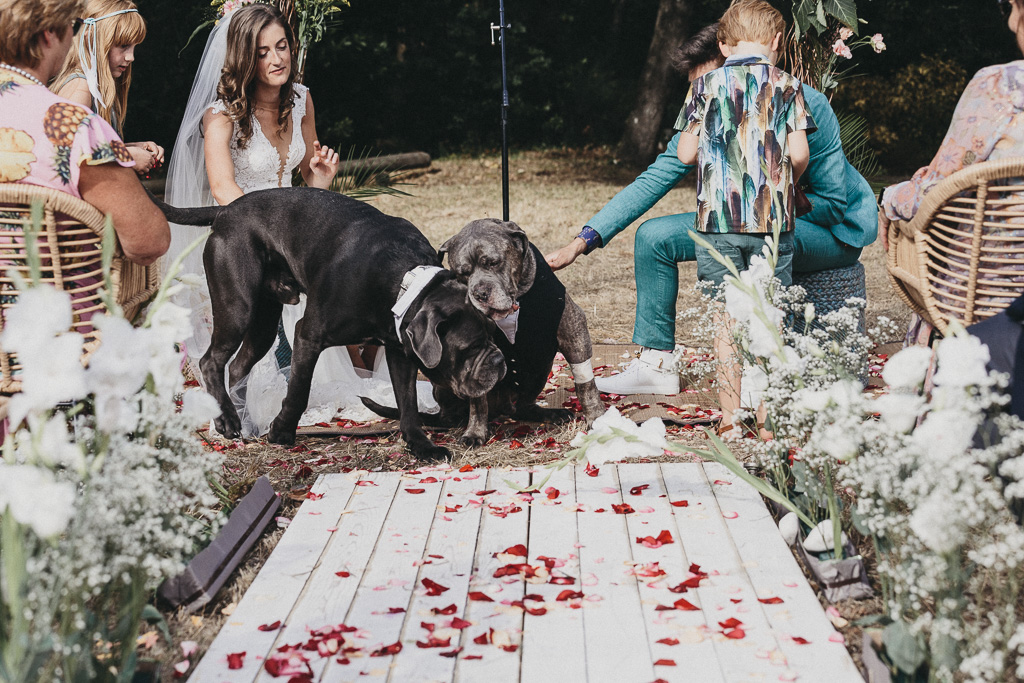Bride, groom and dogs